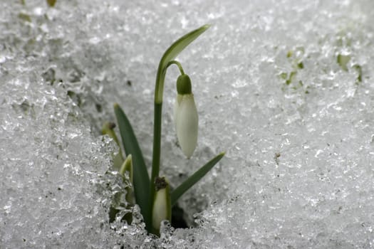 Spring Breakthrough