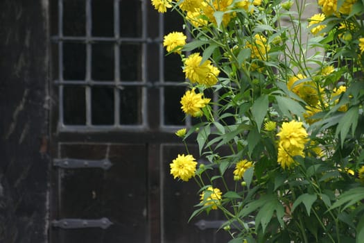 Yellow flowers in front of an old window