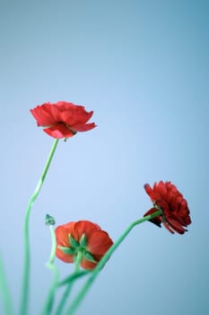 Red flowers