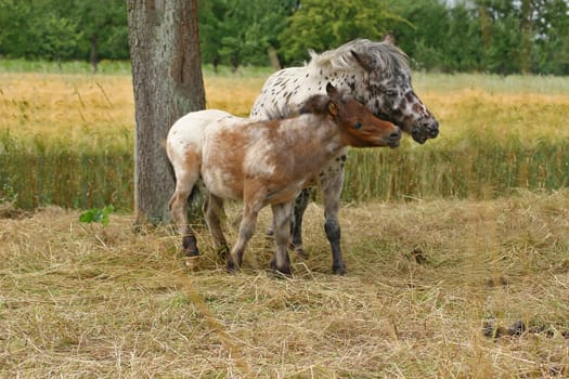 Stallion Rusty shows his son Diabolo how a real stallion fights.. -)