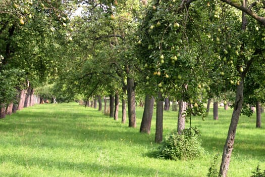 Plantation with pear trees (photographed from the public path)