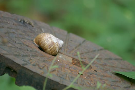 Helix pomatia in dry sleep on the cover of a fire hydrant