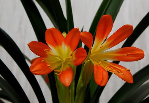 blooms less often - at least I haven't experienced it in 7 years. A "dry period"" in autumn is supportive."