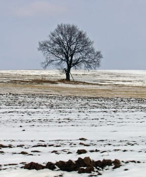 tree without christmas