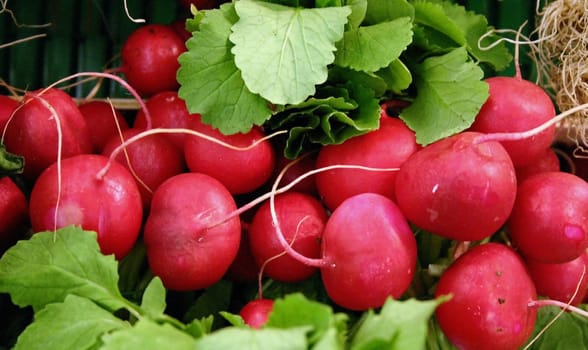 Radish