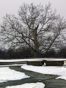 Tree in concrete