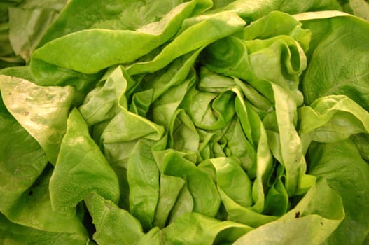 Lettuce