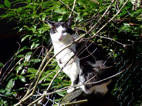 Cat on tires