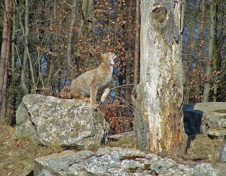 Wildlife Park Bad Mergentheim