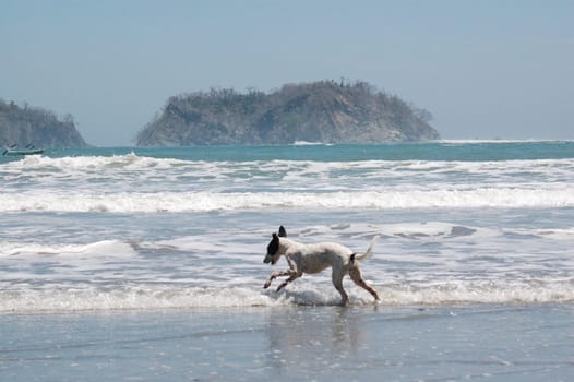 Dog on holiday