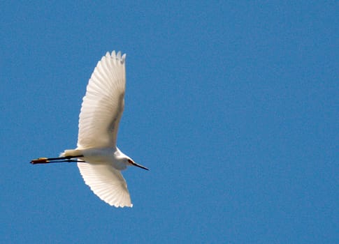 Heron flight