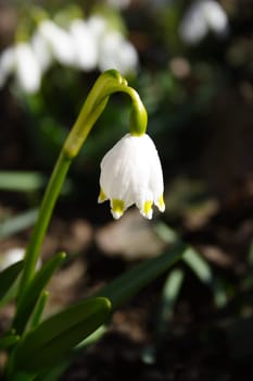 Märzenbecher 2