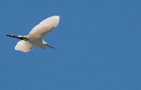 Heron flight