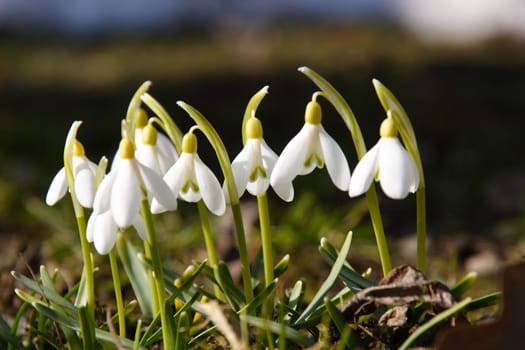 Spring Messengers 10