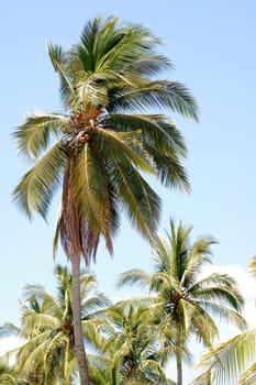 Coconut palm