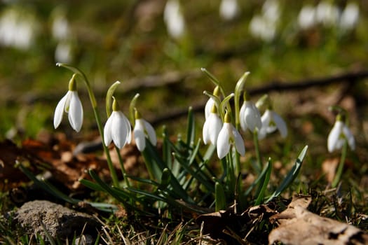 Herald of Spring 3