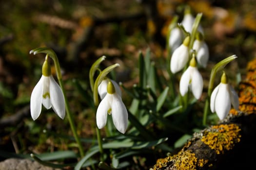 Herald of Spring 8