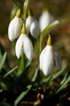 Herald of Spring 6
