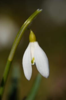 Herald of Spring 5