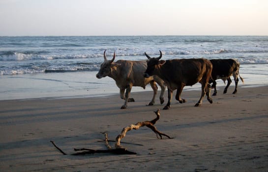 Pacific beach in Costa Rica