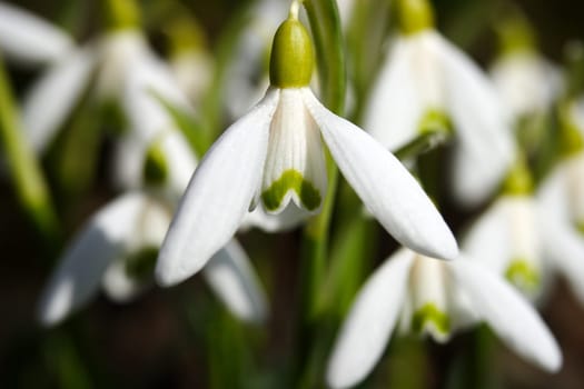 Herald of Spring 9