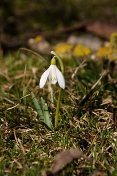Herald of Spring 1