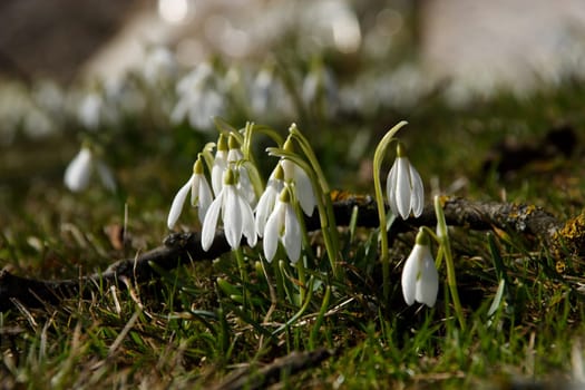 Herald of Spring 2
