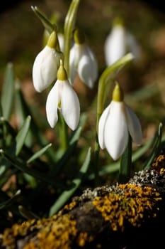 Herald of Spring 7