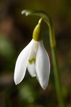 Herald of Spring 4