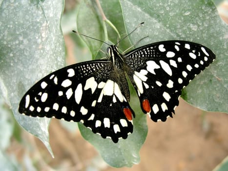 Butterfly