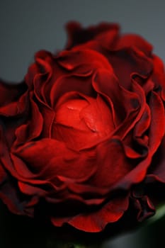 Red Rose of Love