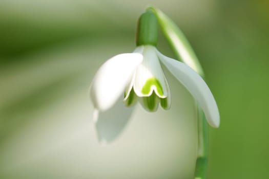 Spring