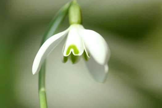 Spring