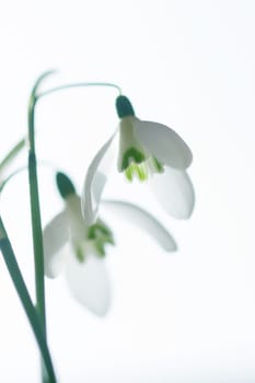 Double snowdrop