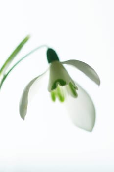 Fresh flowering