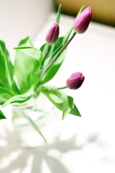 Three tulips