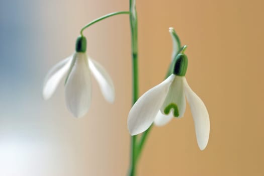 Two snowdrops