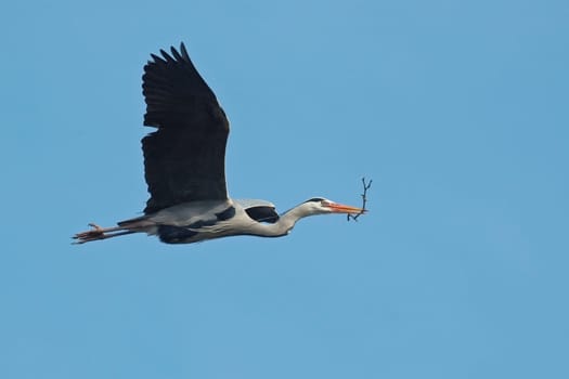 The nest building of the herons is in full swing :-) In the mating season,the feet and beaks turn a bright orange.