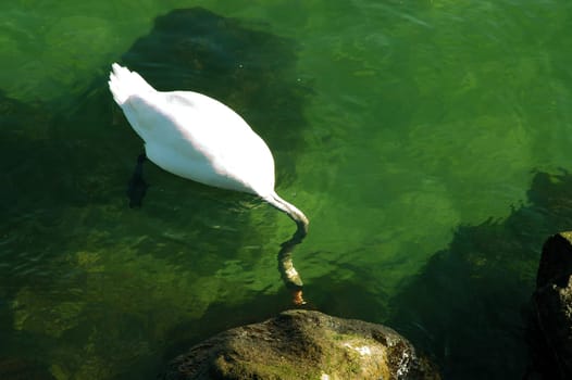 This swan was probably hungry yesterday. All the time he "grazed"" the seabed,which was quite recognizable through the clear water."