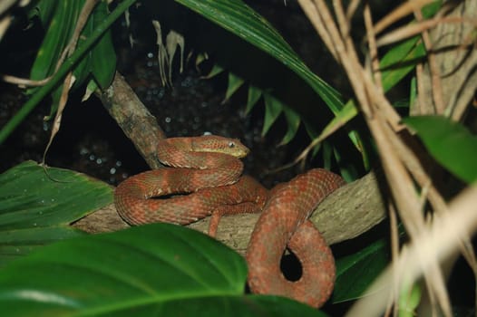 Tree snake