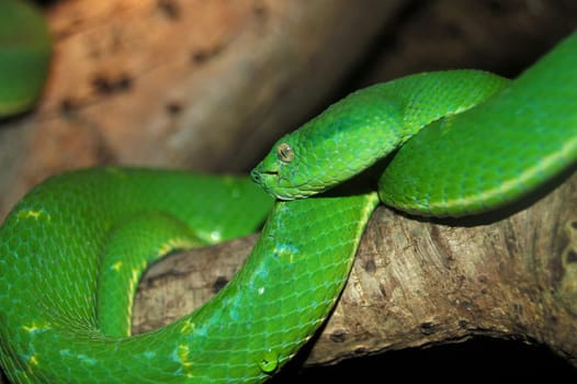 green tree snake