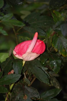 What's the name of it?