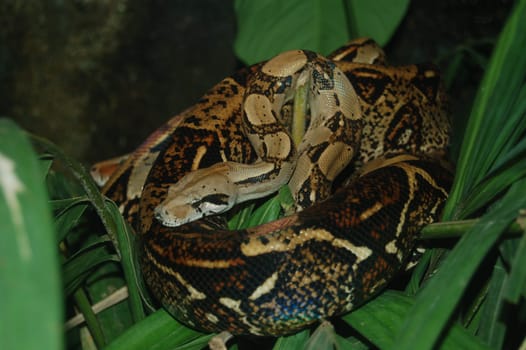 Boa Constrictor