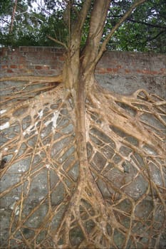 Aerial roots