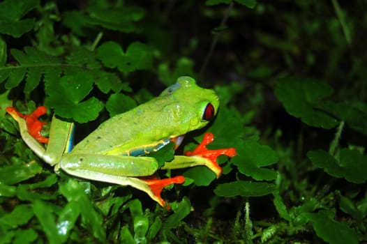 in Costa Rica