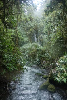 Rainforest Costa Rica