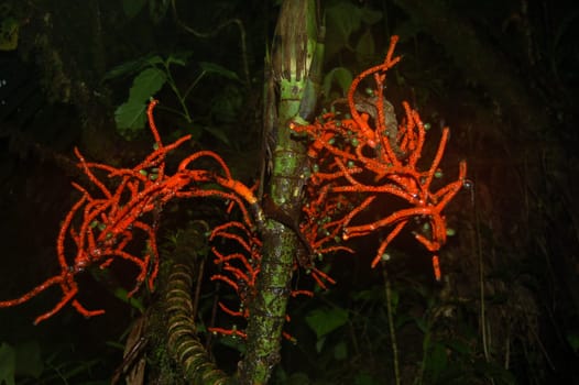 red jungle plant