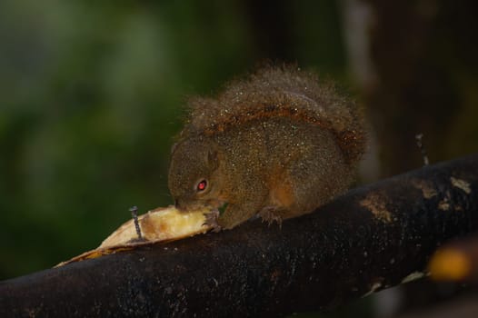 Squirrel
