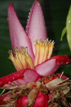 Jungle flowers