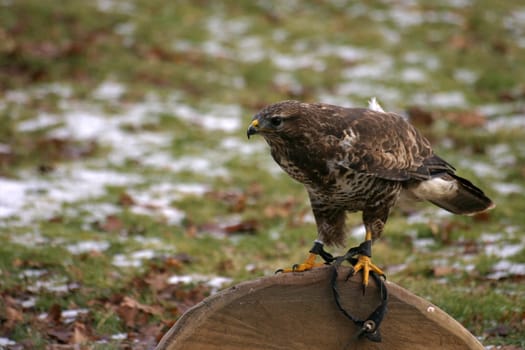 Buzzard in a falconry